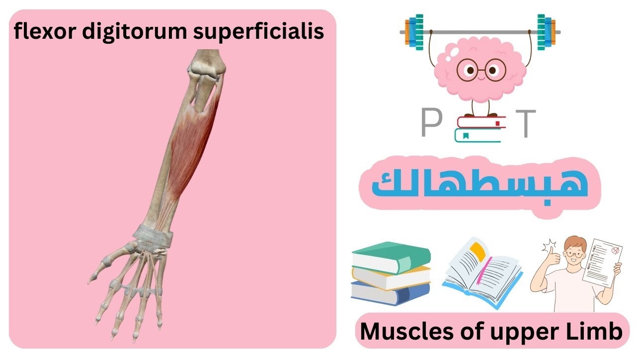 flexor digitorum superficialis #upper_limb_هبسطهالك
