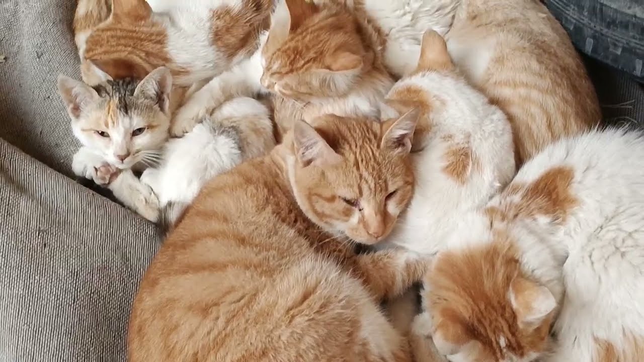 Cats gang | during the cold season