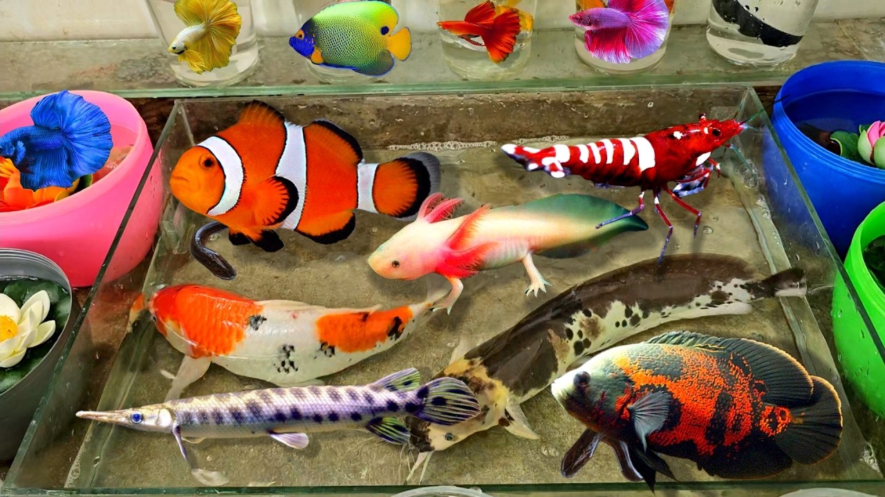 Video bắt cá cảnh, cá thủy sinh, cá nemo, cá sấu, cá koi, cá chép, rùa