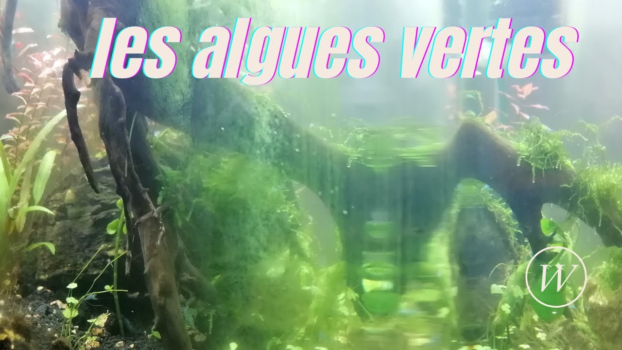 Algues vertes comment s'en débarrasser