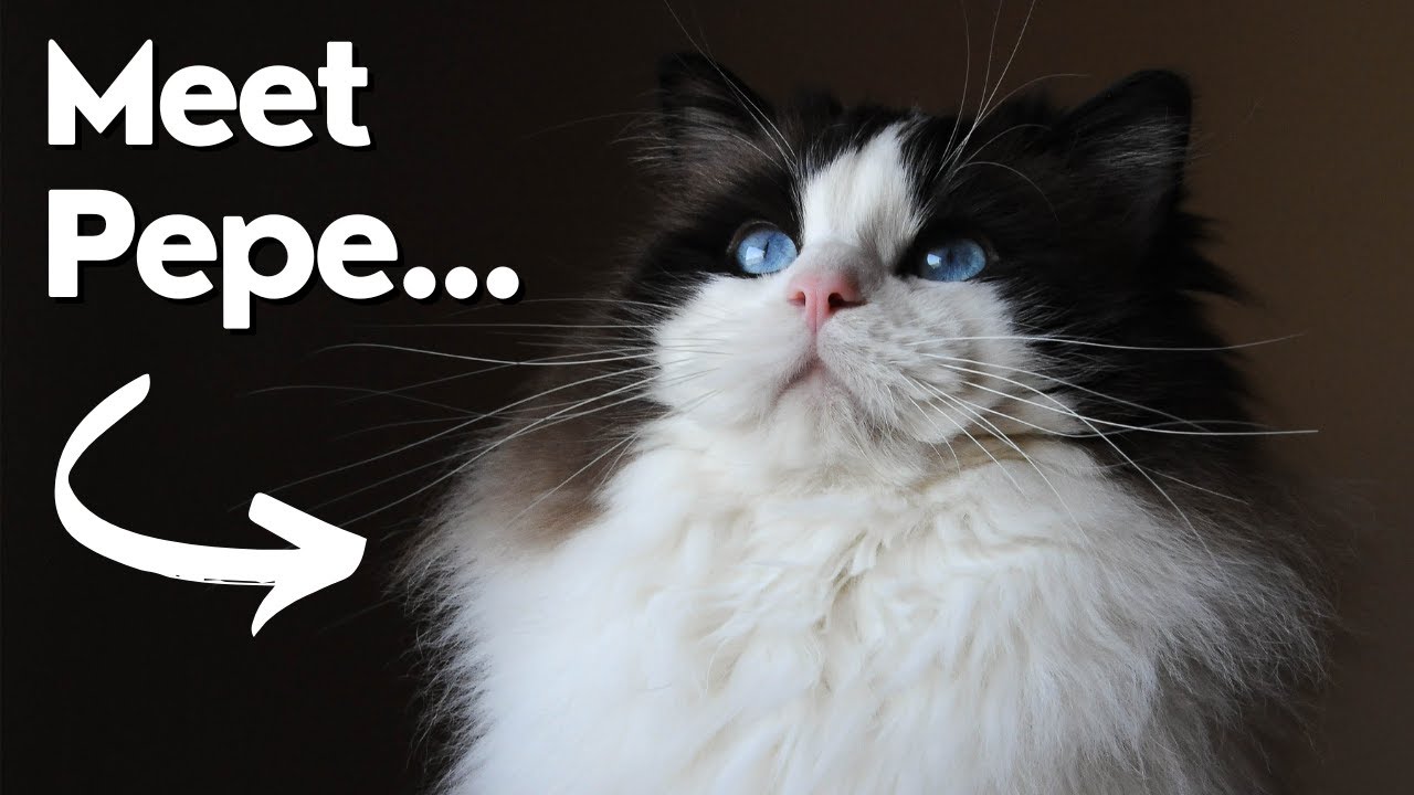 Meet my Ragdoll Cat Pepe 😻 Father of our Ragdoll Kittens
