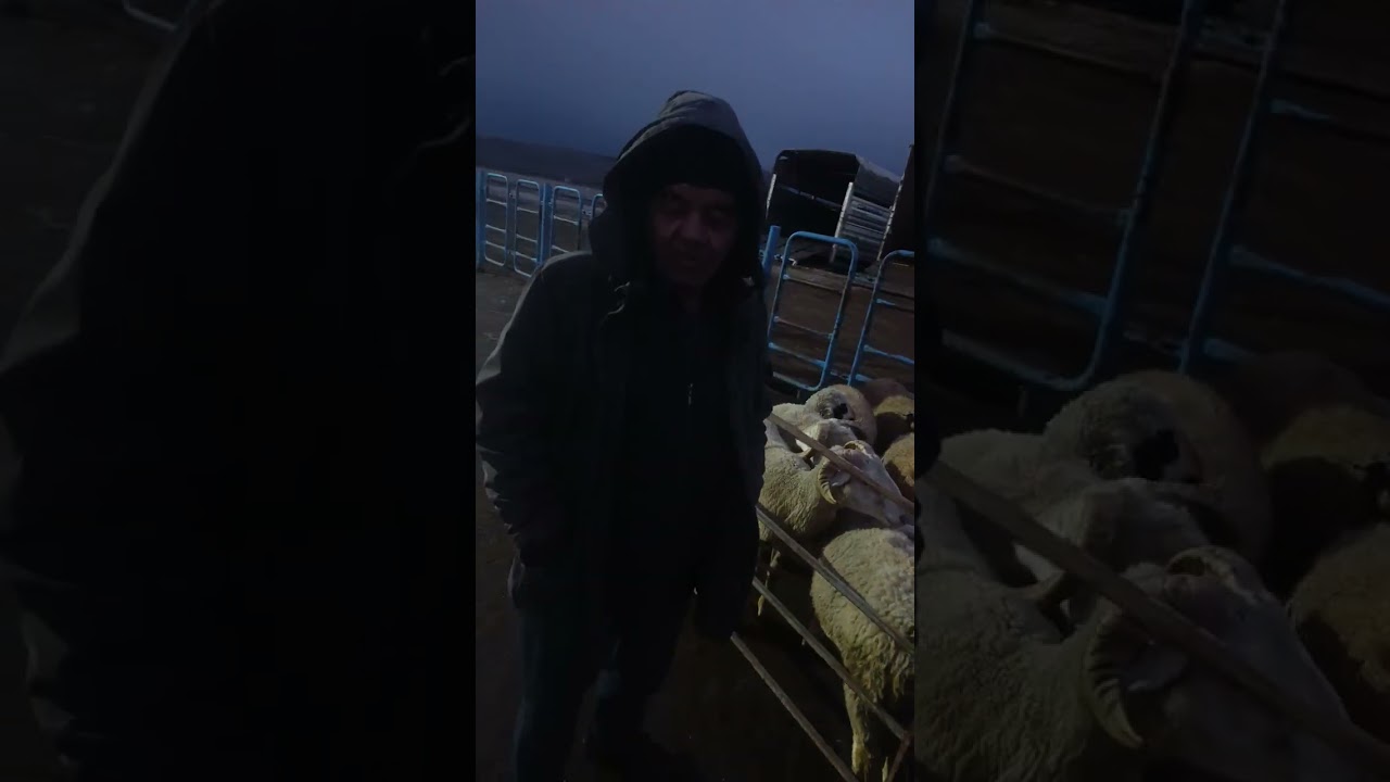 Afyon Çayırbağ hayvan pazarı YouTube Kuzucu isa olarak takip Edip abone olabilirsiniz 