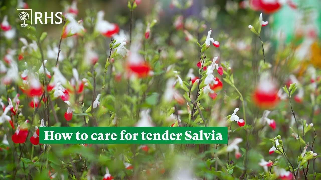 How to care for tender Salvia | The RHS