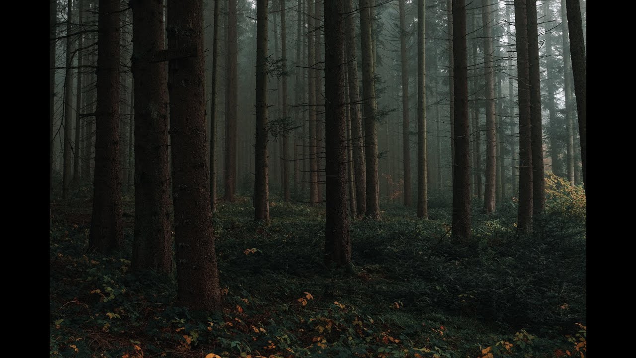 Walking through the forest, With  Crows, Owls sound of night creatures