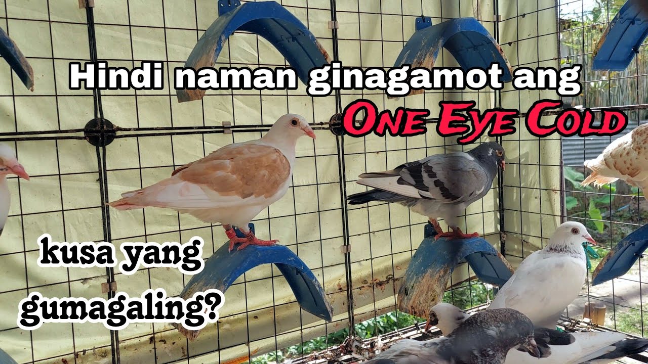 Hindi ko ginamot yung One Eye Cold pero gumaling naman kusa. Palipad Kalapate sa tabing ilog.