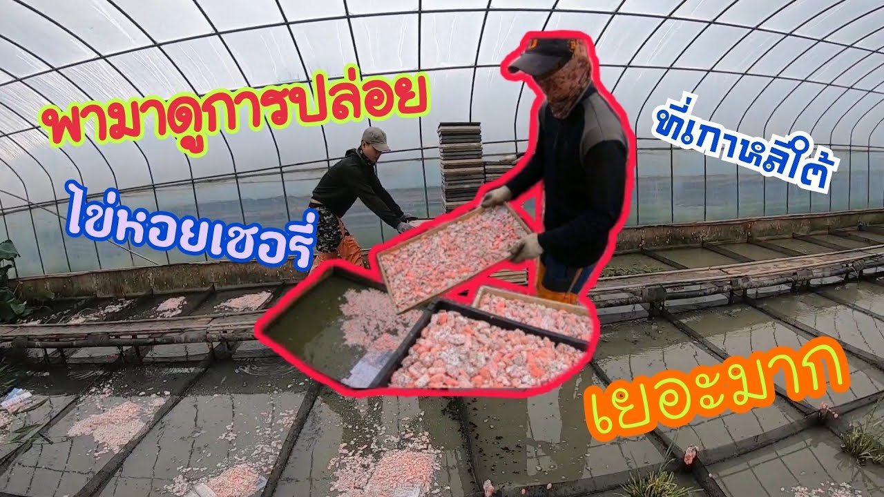 พามาดูการปล่อยไข่หอยเชอรี่ ก่อนปล่อยต้องทำอะไรก่อน มาดูกัน [33]