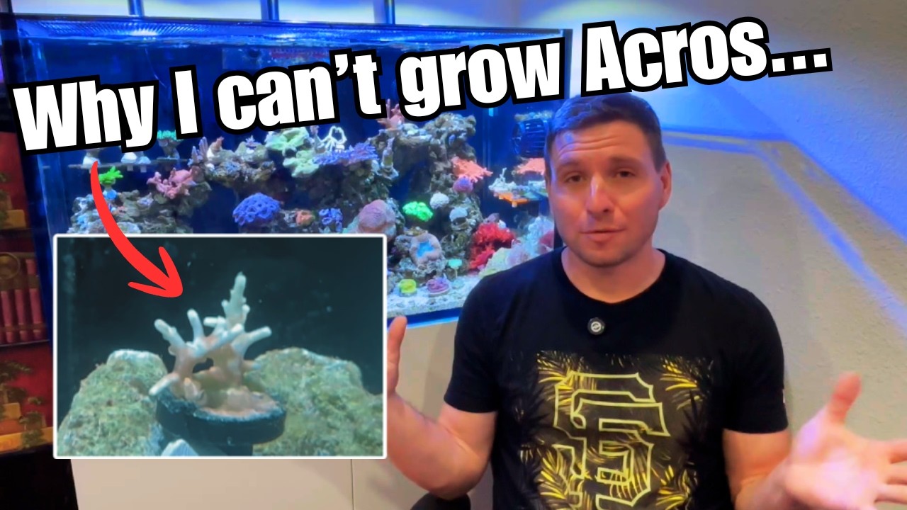 THIS is why I can't grow Acropora...