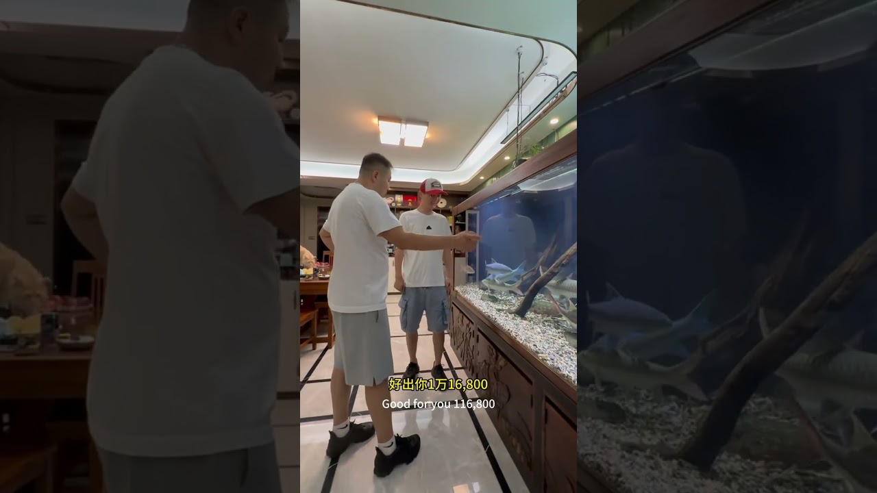 从鱼缸到鱼都是顶配，探秘吉罗鱼圈玩家天花板！ 对话20年资深水族玩家@养鱼佬.李.John，刷新认知，学到的都是无价的经验! 