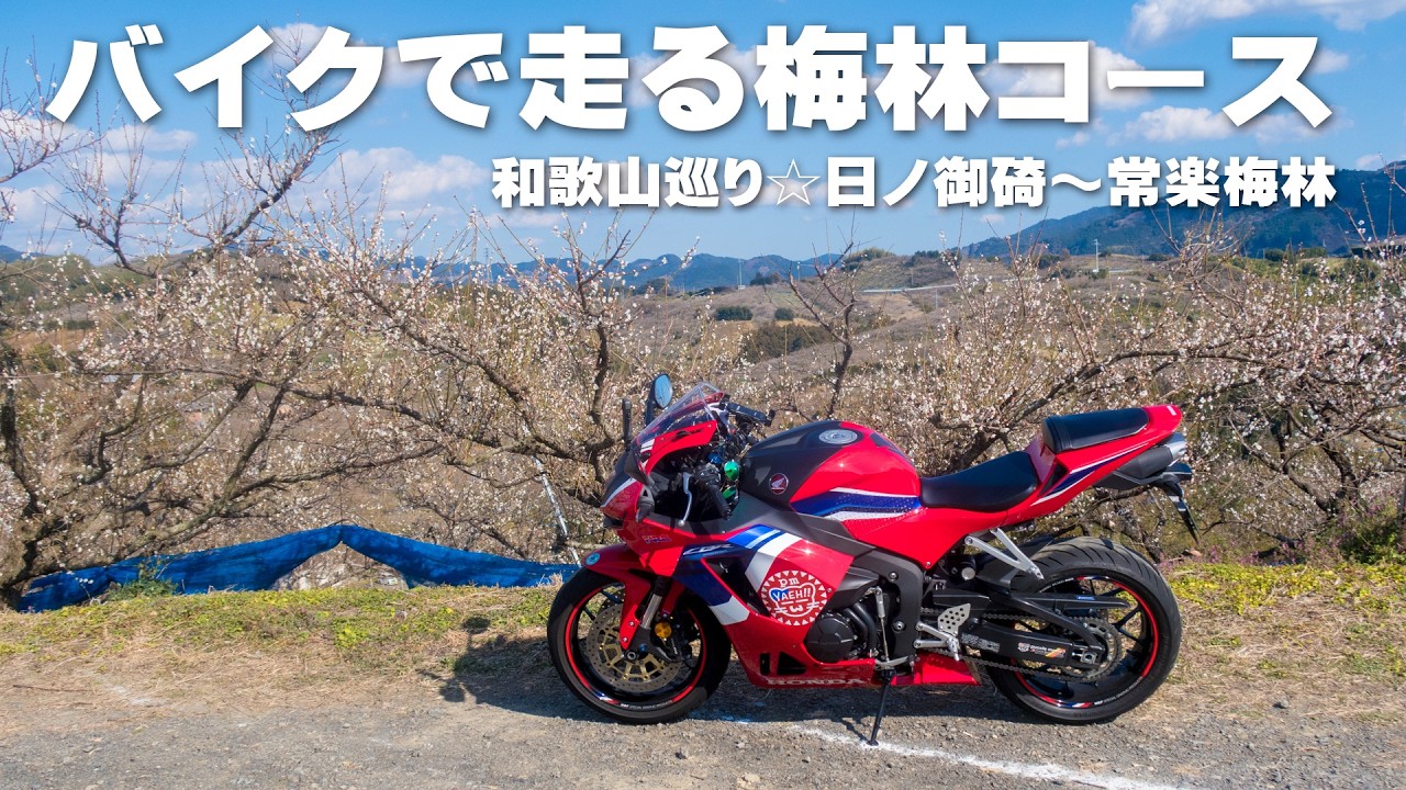 【日ノ御碕】和歌山巡りツーリング☆バイクで回る常楽梅林【みなべ町】【梅うどん】【CBR600RR】