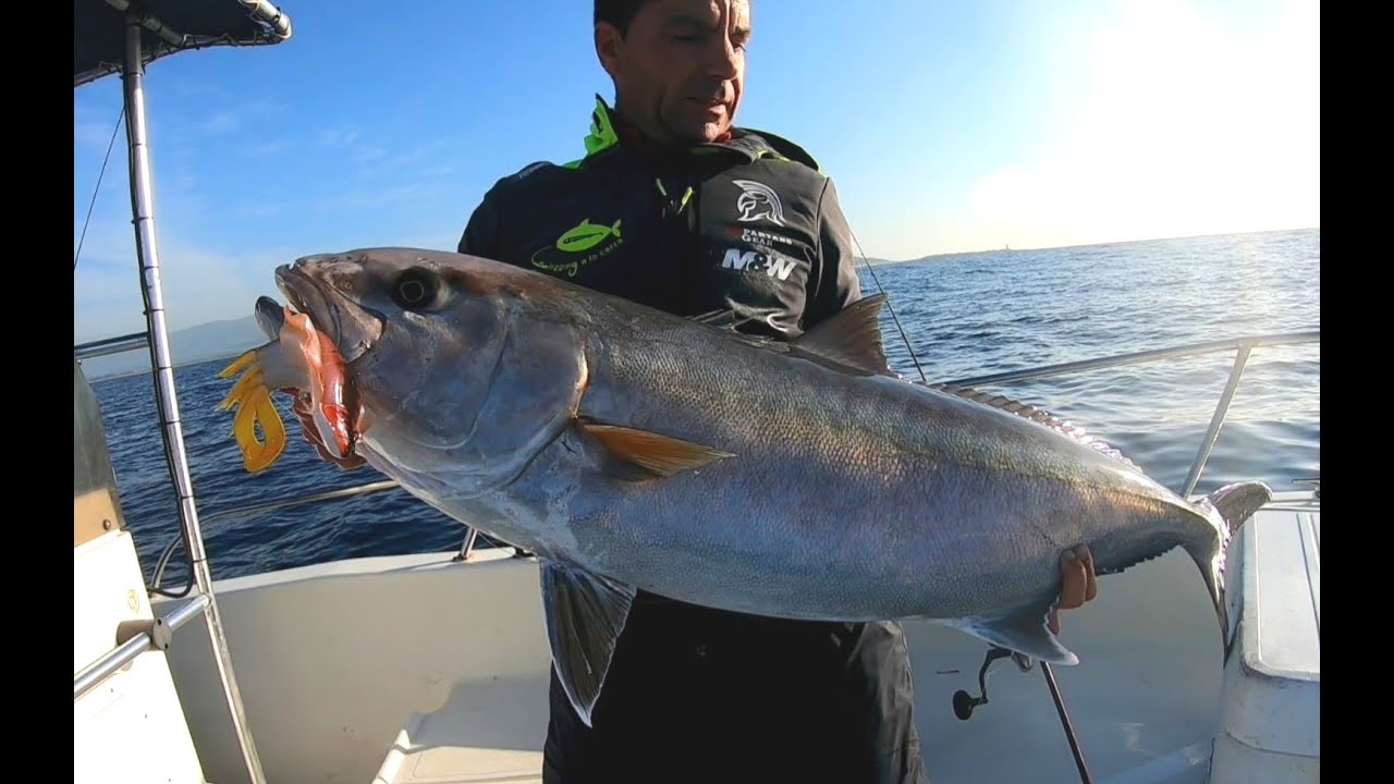 🟡MEDREGAL, 𝗦𝗲𝗽𝗶𝗮 𝗝𝗟𝗖 𝟮𝟬𝟬𝗴 𝗰𝗼𝗹𝗼𝗿 𝗡𝗔𝗧𝗨𝗥𝗔𝗟 con caña JLC Zanzíbar SLOW 663