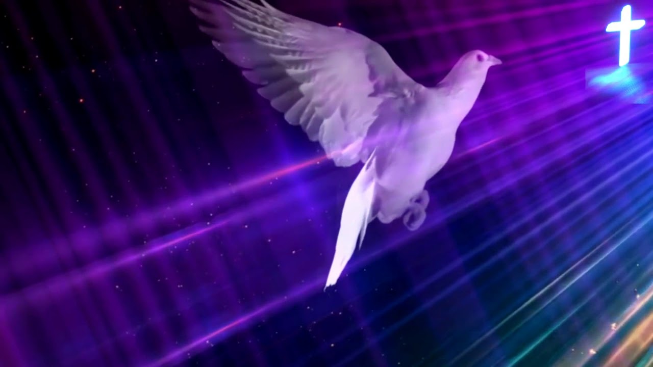 Holy Spirit in body form like a dove   video background loop