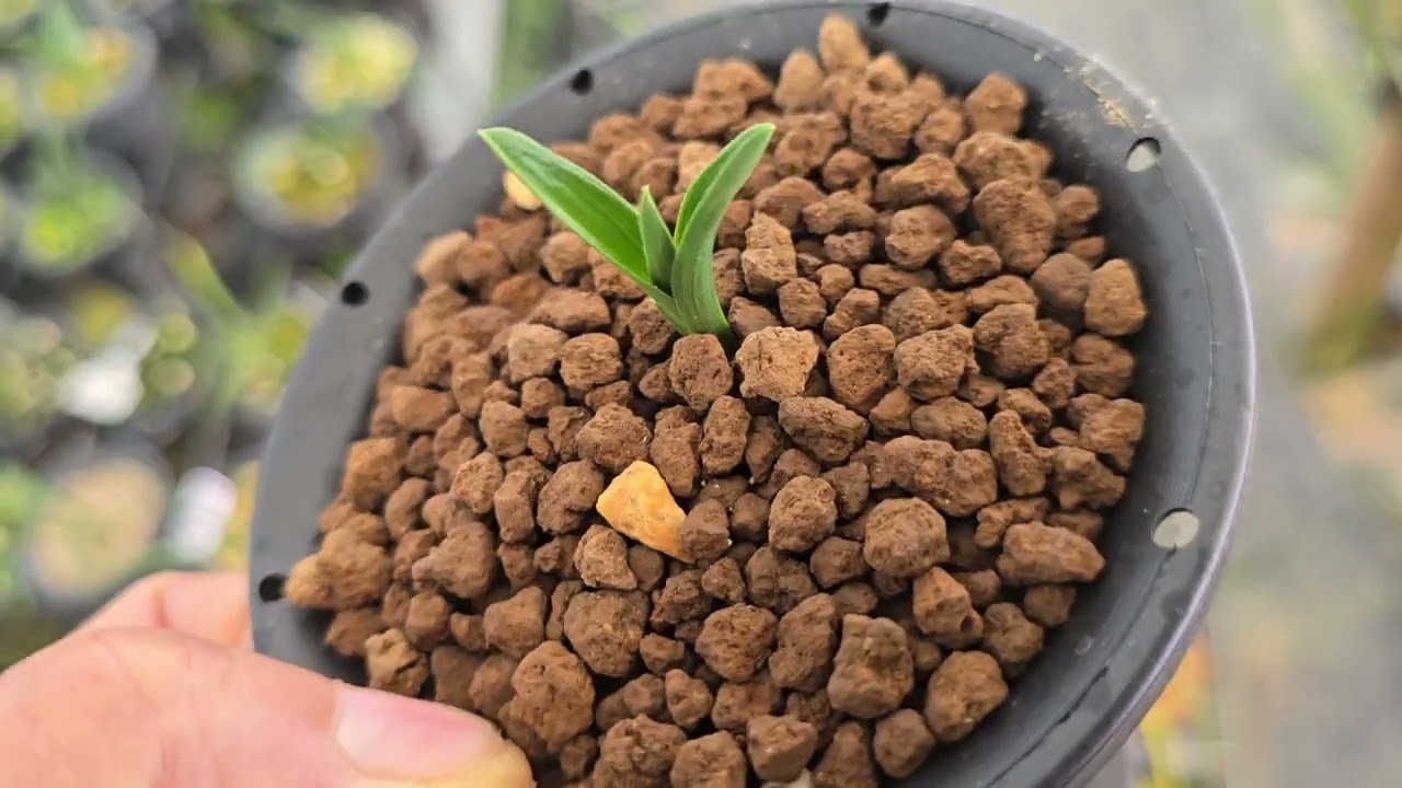 한국 춘난 오늘 경매품 영상 올립니다 ▶️구독👍엄지척 부탁드립니다 3월2일 