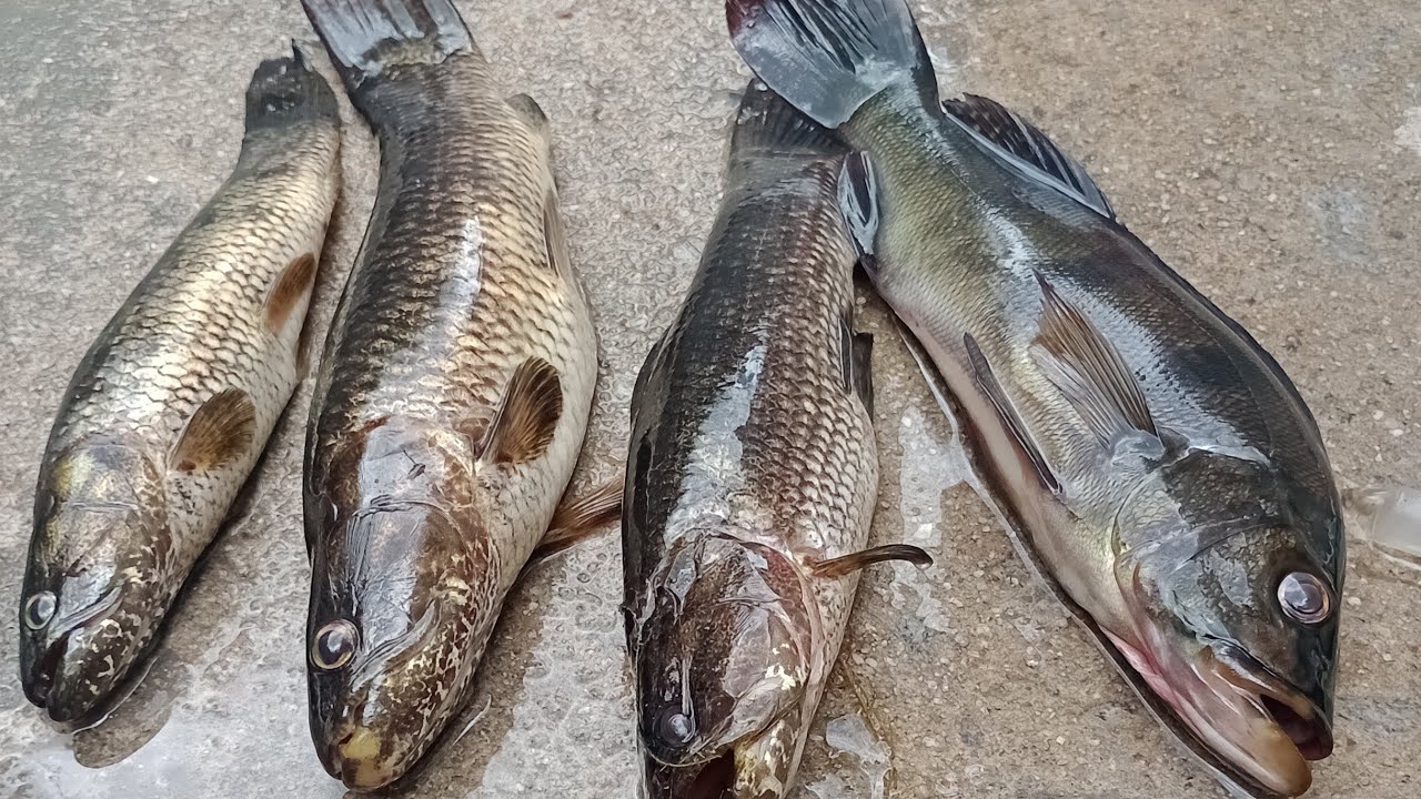 Pescaria na isca viva, tucunaré bruto traíra bruta, Melhor pescaria 🎣
