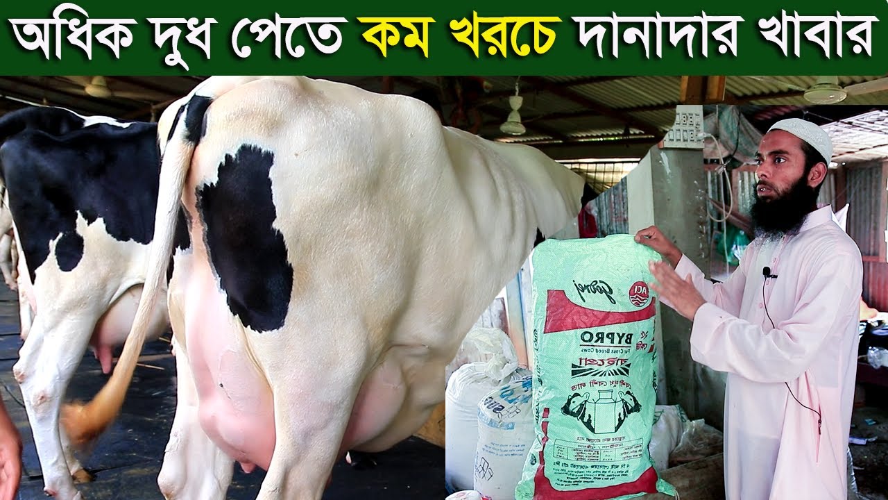 অধিক দুধ পেতে কম খরচে গাভীকে দানাদার খাবার দিবেন যেভাবে dairy farm