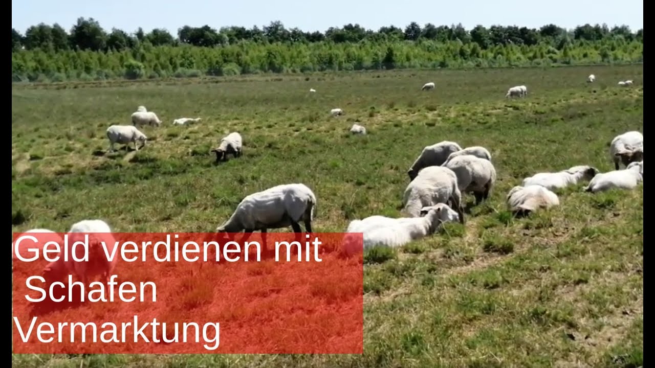 Geld verdienen mit Schafen, Vermarktung