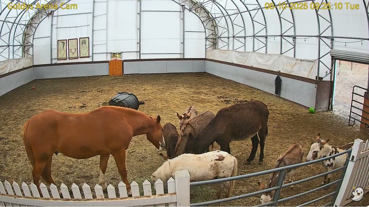 Goldy's Arena Rescues  911am ET hay;943am Janine hay;Zebus present 6102025