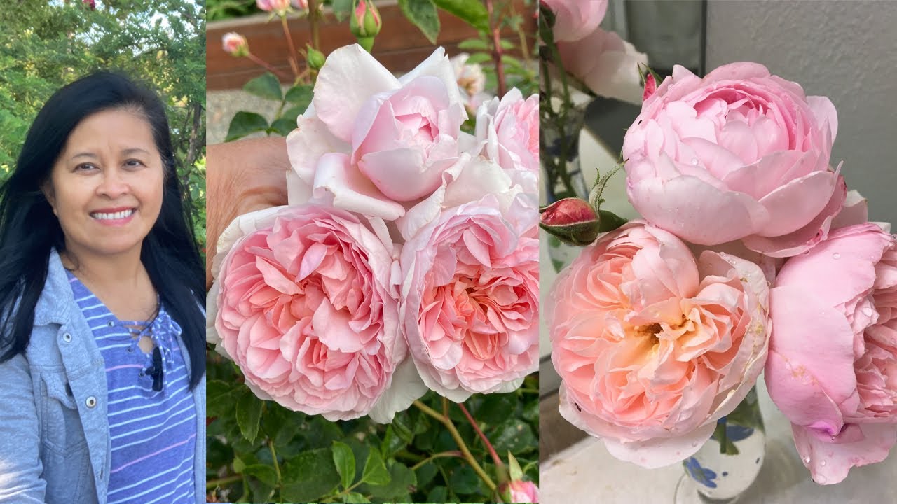 My David Austin Roses Are Blooming Again! Plus Flower Arrangement at the end!💐🌸