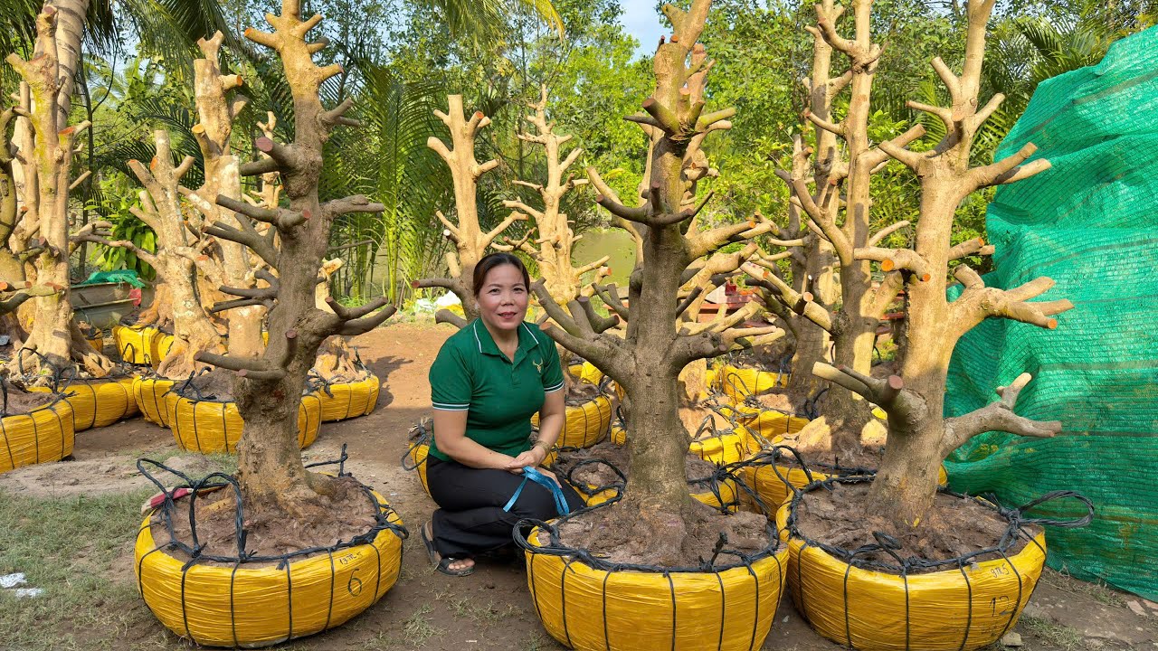 PHÔI MAI VÀNG 2O/1/2026 (#O37844OO35 QUỲNH NHƯ)  PHÔI MAI VÀNG -  @bonsai Can Tho