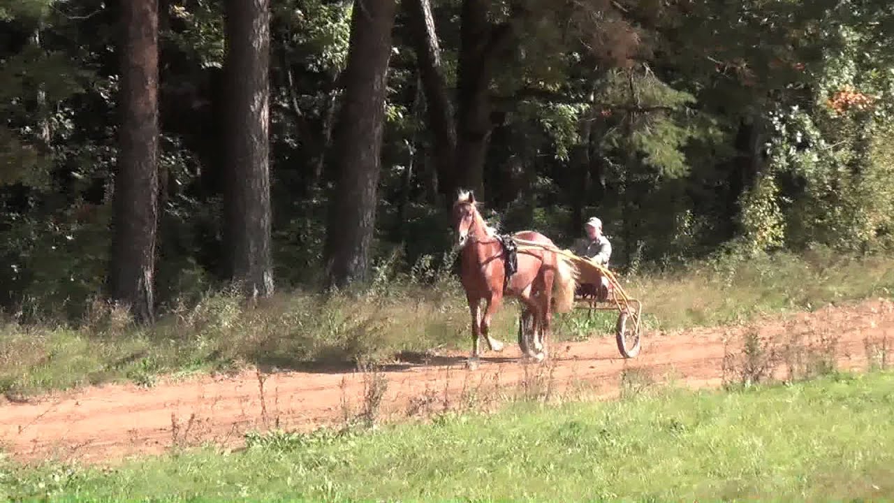 Московский конный завод. Анонс аукциона молодняка 2012 г.р.