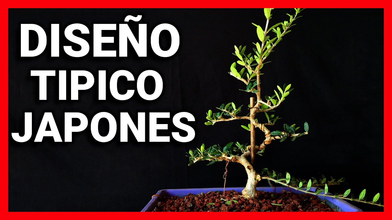 COMO HACER BONSAI OLIVO MOYOGI trabajos de diseñado poda de ramas y desalambrado CULTIVO EN COLADOR