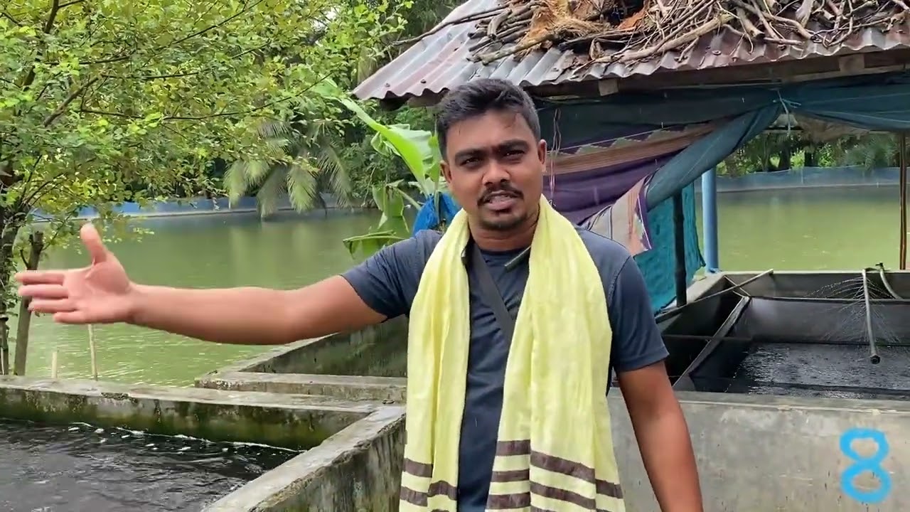 মা মাছ দেখে মাছের পোনা ক্রয় করুন।০১৭৮৬৬৪৩৯৫৯/০১৯৮৬৬৪৩৯৫৯