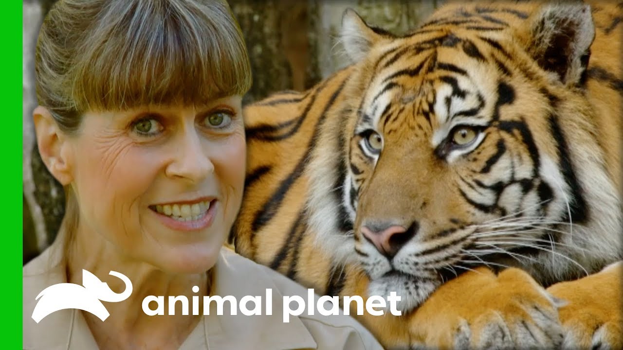 Terri Collects Poo Samples To Find Out If This Tiger Is Pregnant | Crikey! It's The Irwins
