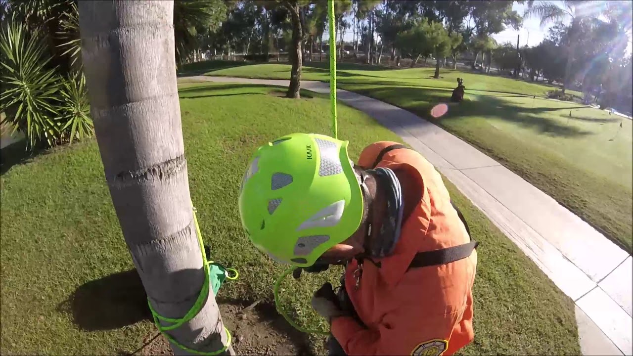 SRT Palm Tree Climb