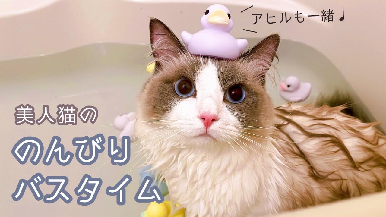 美人猫ののんびりバスタイム｜猫とお風呂｜気持ちいいね