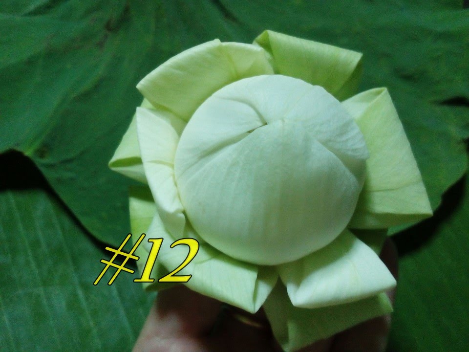 วิธีพับดอกบัว | พับดอกบัว# 12
