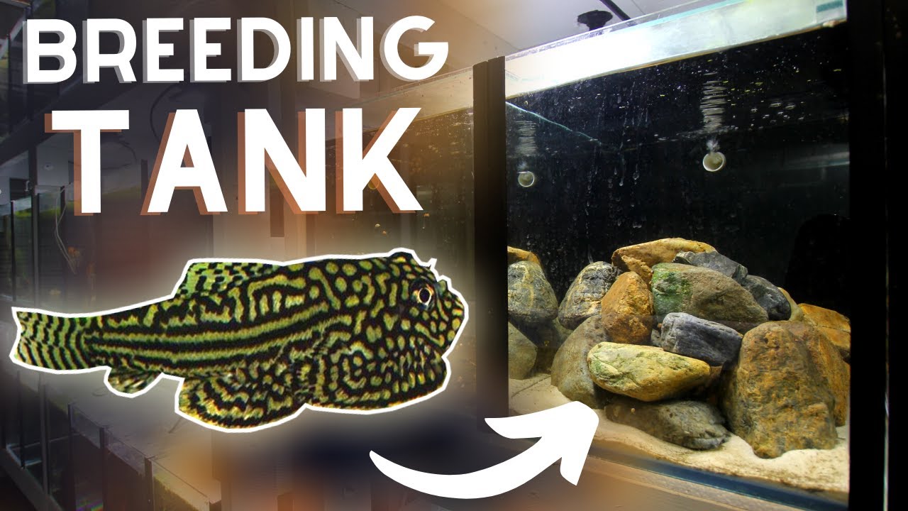 Hillstream Loach BREEDING Tank Setup!