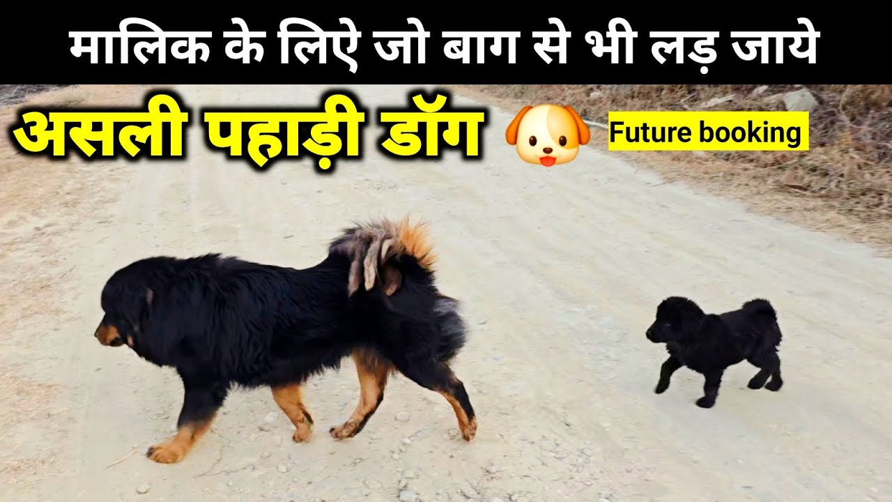ये हैं पहाड़ों के असली भोटिया कुत्ते | Bhotiya dog | Daily Vlog | Viraz Vlogs 