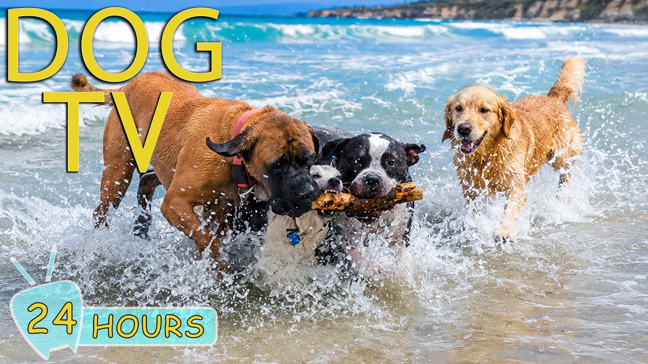 DOG TV: Best Entertain Videos for Dogs to Watch Home Alone All Day Long - Relax Music for Dogs