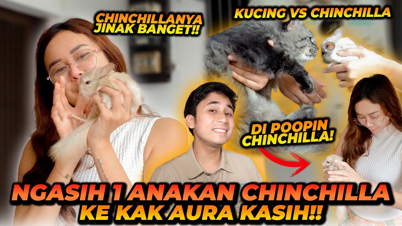 ANAK CHINCHILLA ALSHAD DIKASIH KE AURA KASIH ! AURA SAMPE KENA KOTORAN CHINCHILLA ? INI REAKSI AURA