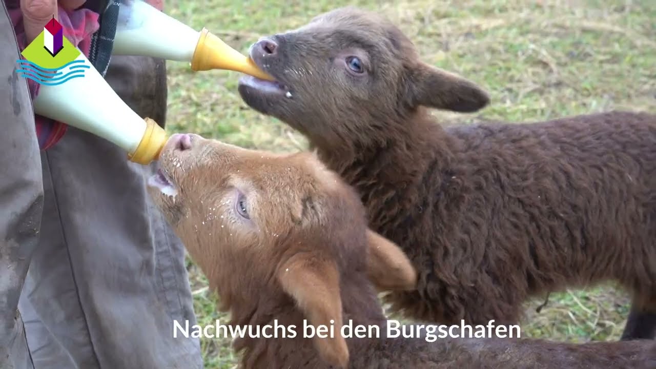 Monatsrückblick Januar der Gemeinde Rehlingen-Siersburg