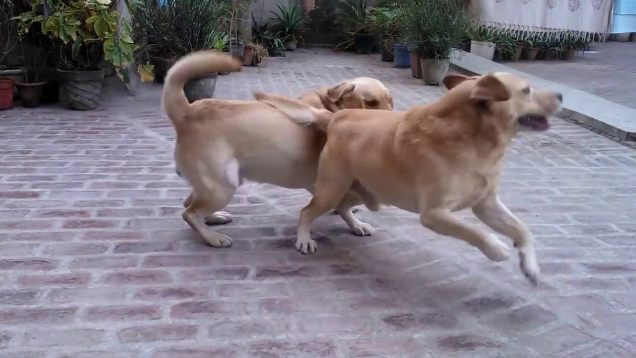 Dog barking Labrador