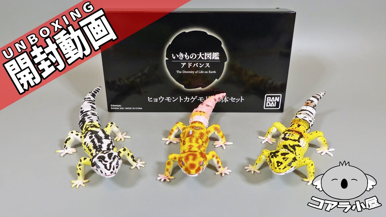 いきもの大図鑑アドバンスのヒョウモントカゲモドキ3種セットを開封するよ【コアラ小屋の開封動画】