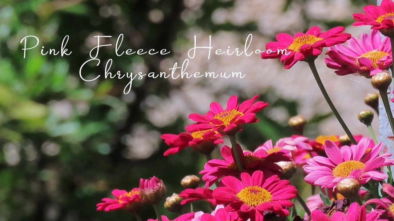 Pink Fleece Heirloom Chrysanthemum