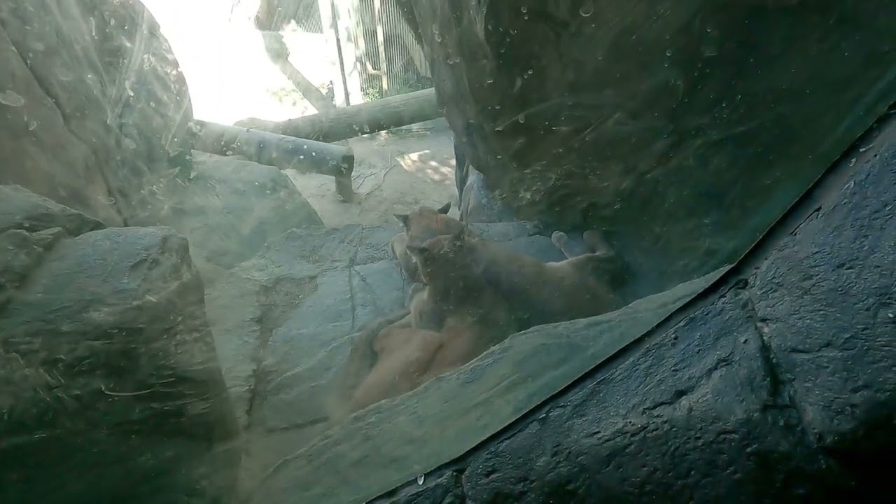 Trip to the Memphis Zoo