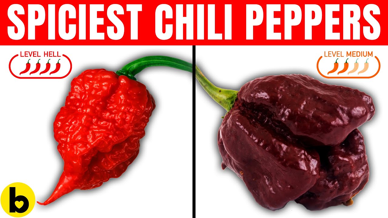 5 Spiciest Chili Peppers In The World!