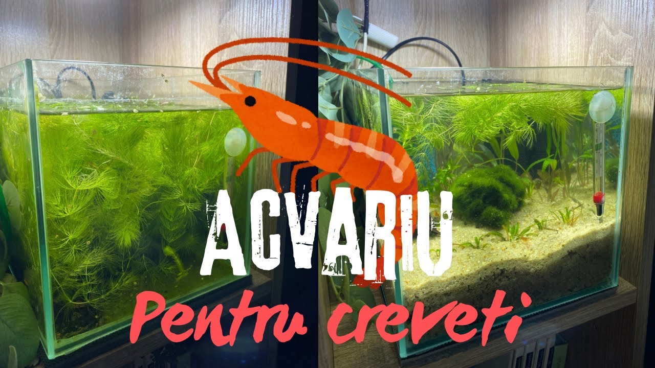 SUBSTRAT NUTRITIV NATURAL- ACVARIUL CU CREVETI