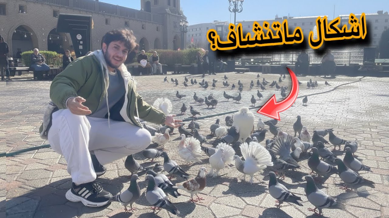 أنواع حمام غريبة شفتها بالشارع؟