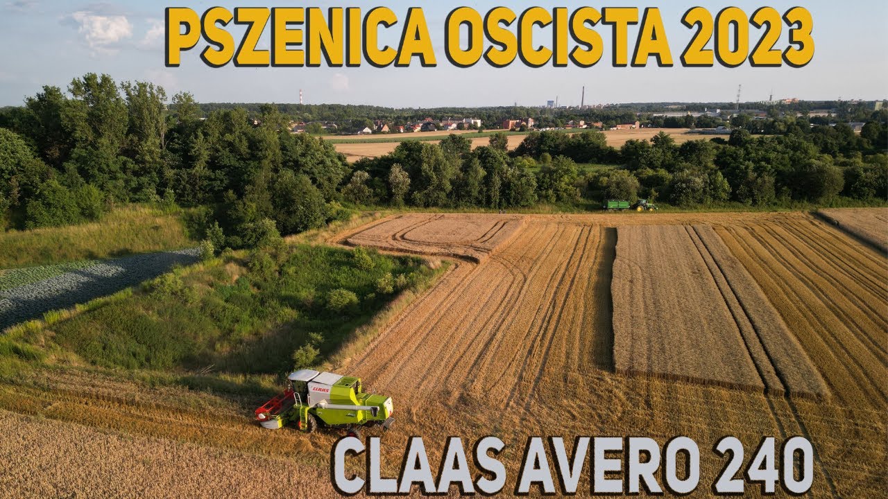 PSZENICA OŚCISTA NA ŚLĄSKU! 🔥☆ Claas AVERO 240😱 AgroAglomeracja#27☆ GR Grelich