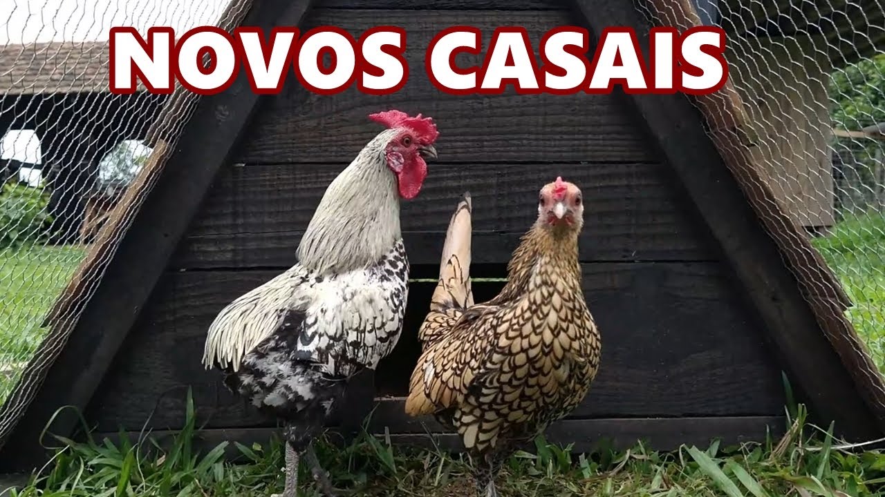 Mais mudanças de aves nas nossas baias | Coração Campeiro