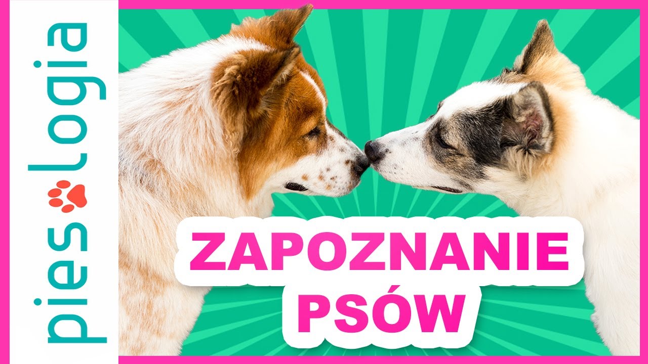 Jak zapoznać ze sobą psy?