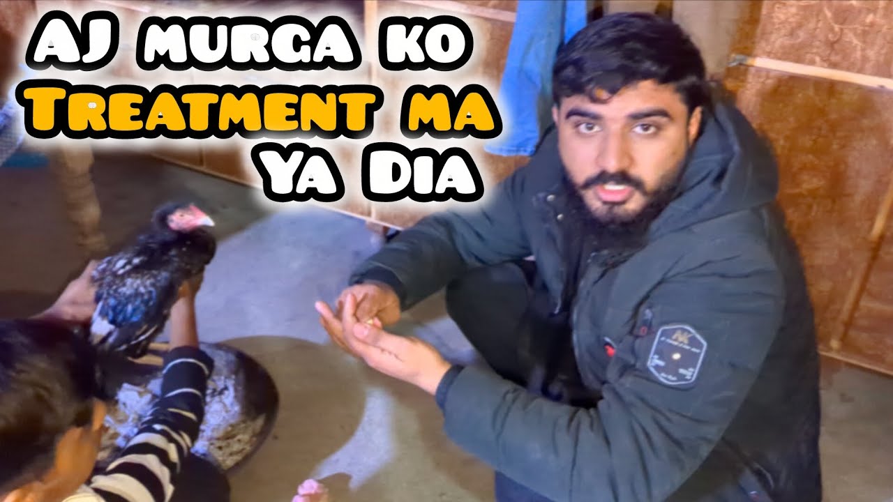 Murga Ka treatment Day 2 #Aseel murga lovers #pets  Vlogging 