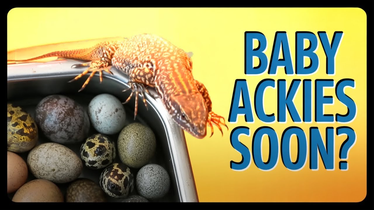 Ackie Monitor breeding video