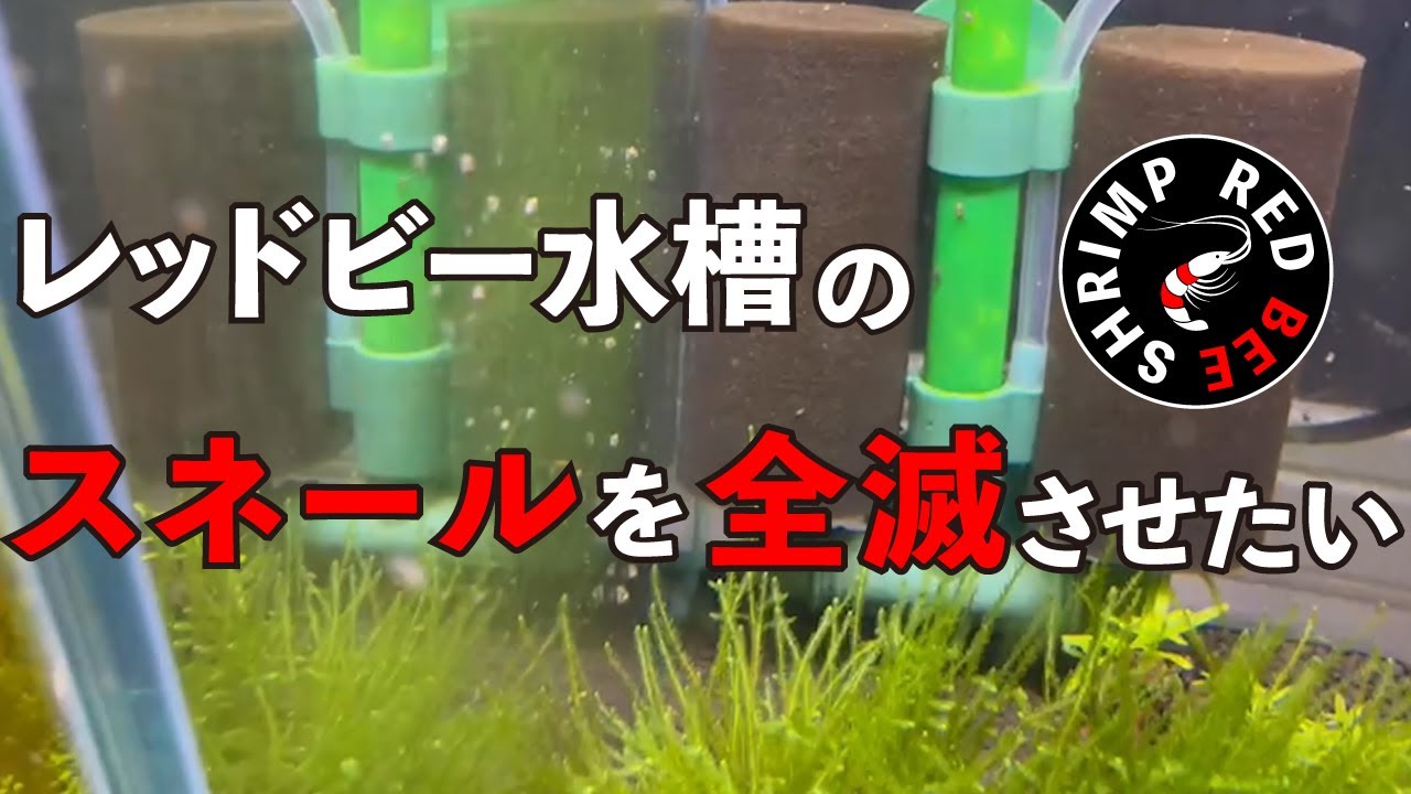 【スネール退治】レッドビーシュリンプ水槽に大量発生したスネールを何とかしていく動画【レッドビーシュリンプ】