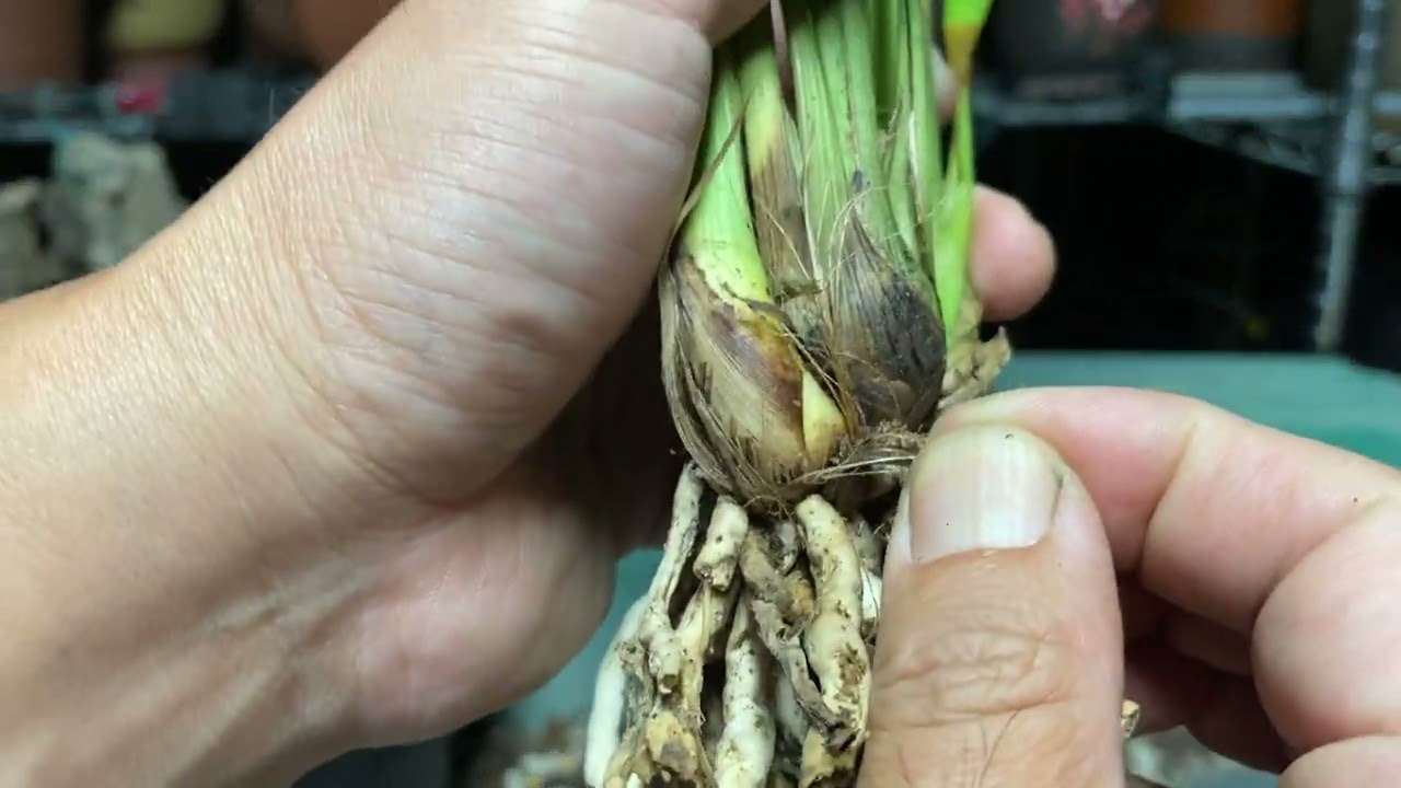 20221010: 裸根进口大花蕙兰上盆