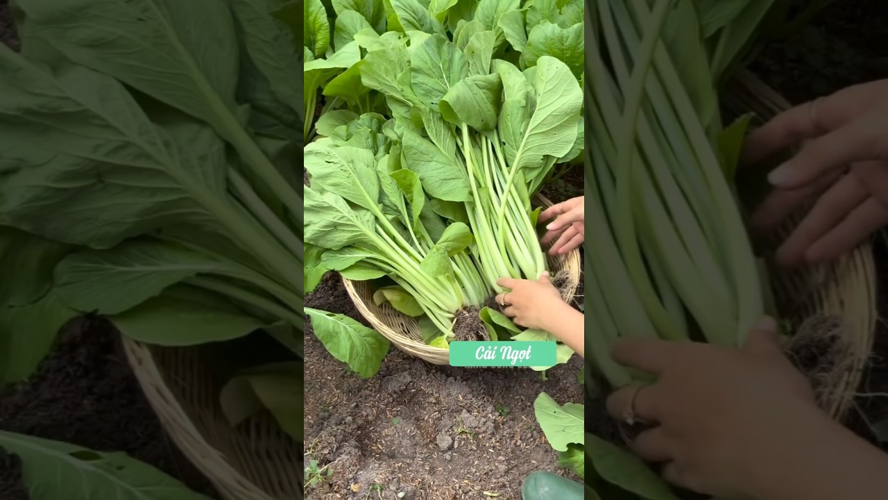 Cải ngọt #shorts #harvest www.hatgiongvietnam.com