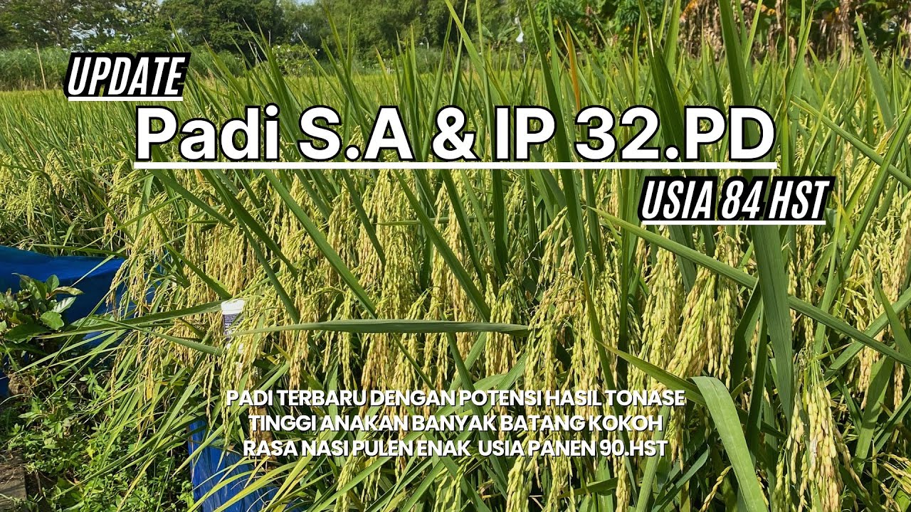 UPDATE PADI S.A dan IP32 P.D usia 84 hst
